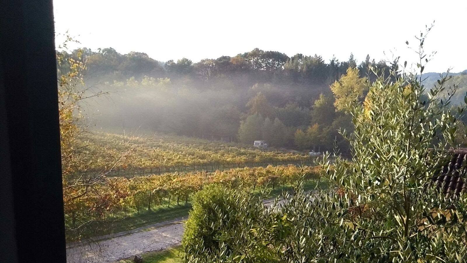 Le vigne gialle in autunno con la nebbia del mattino in valle