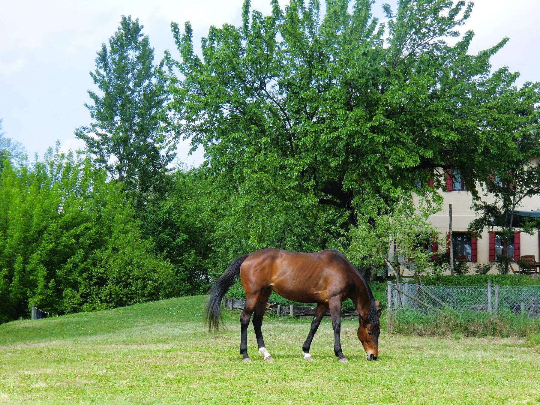 Un cavallo baio pascola nel prato davanti alla casa