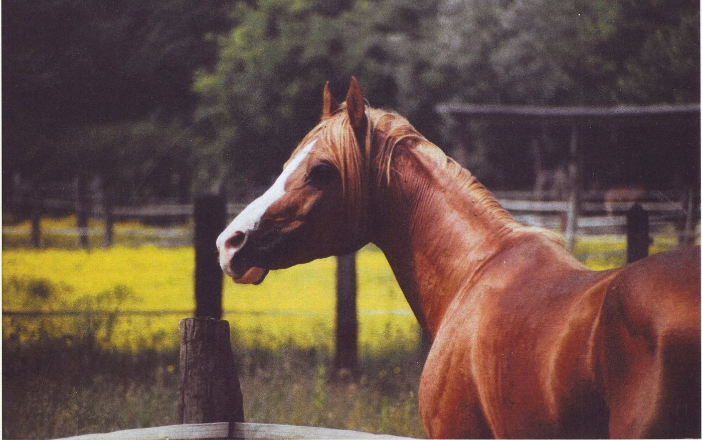 Un cavallo sauro affacciato alla staccionata