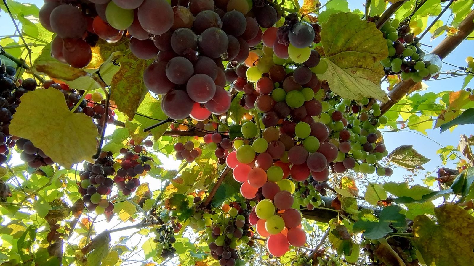 Grappoli d'uva che maturano tra le foglie della pergola