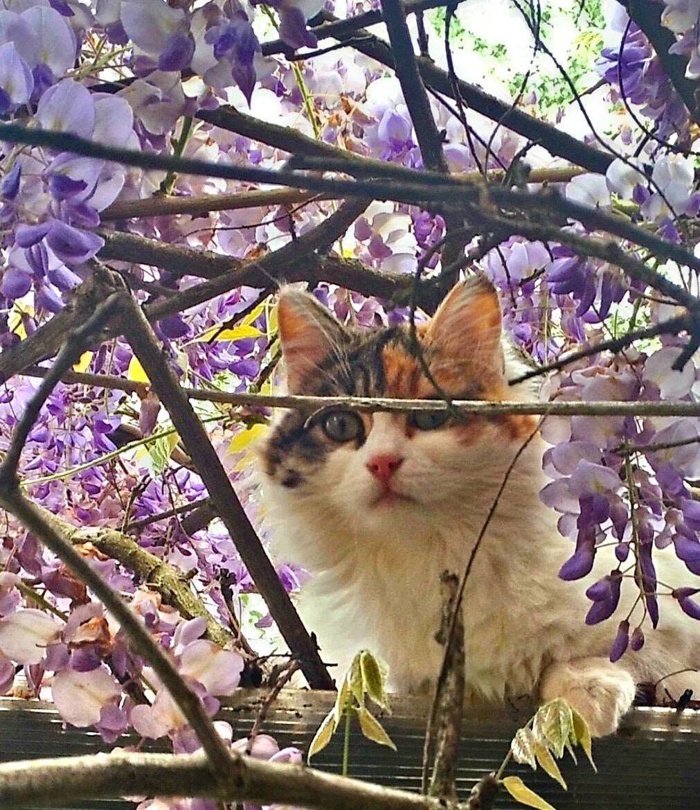 Un gatto tricolore tra i fiori del glicine