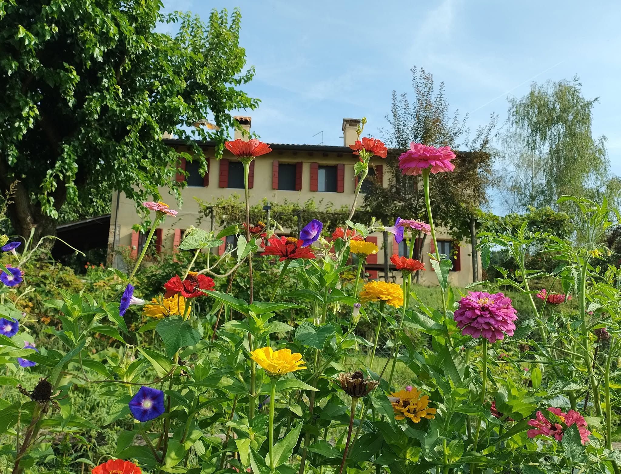 La casa di Ca' Borgh con gli scuri rossi, dietro un'aiuola di zinnie fiorite