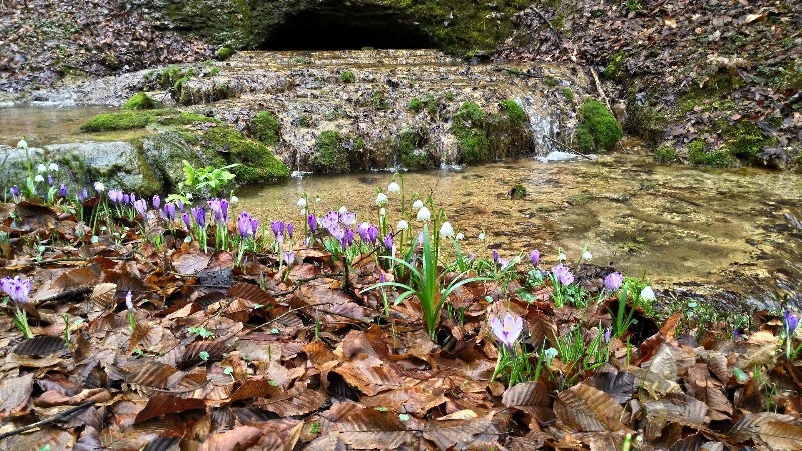 Crocus viola e bucaneve sulle foglie secche, accanto al torrente